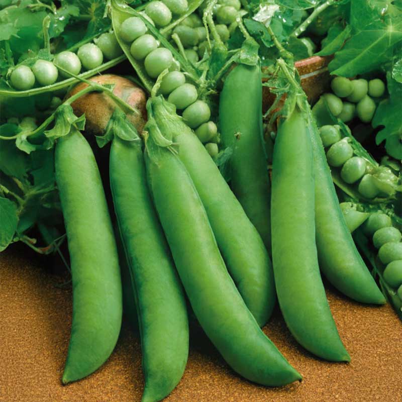 Pea 'Progress N.9'