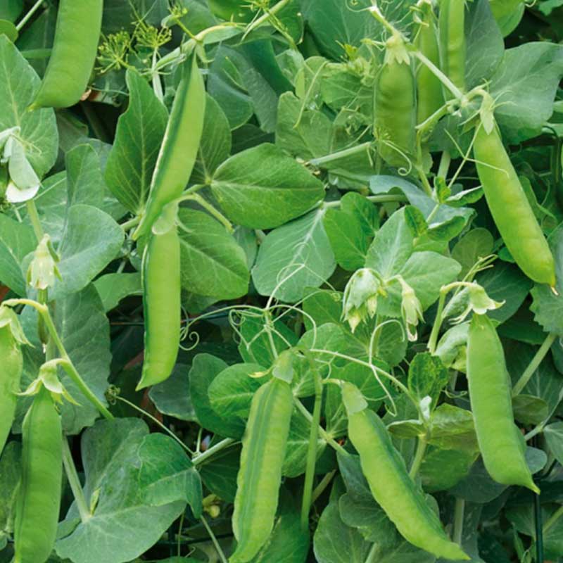 Pea 'Telephone Nain'
