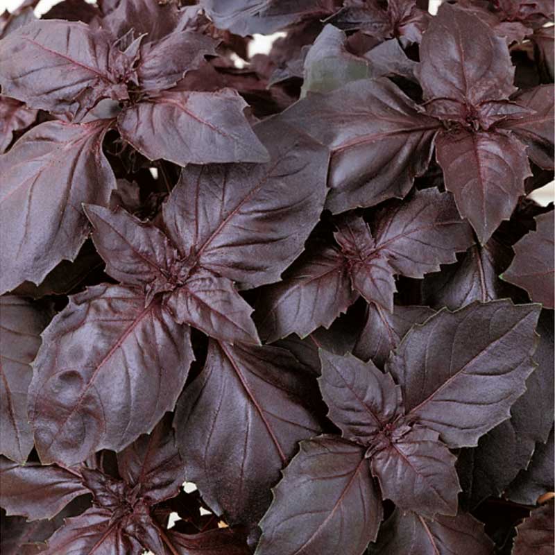 Basil 'Dark opal'