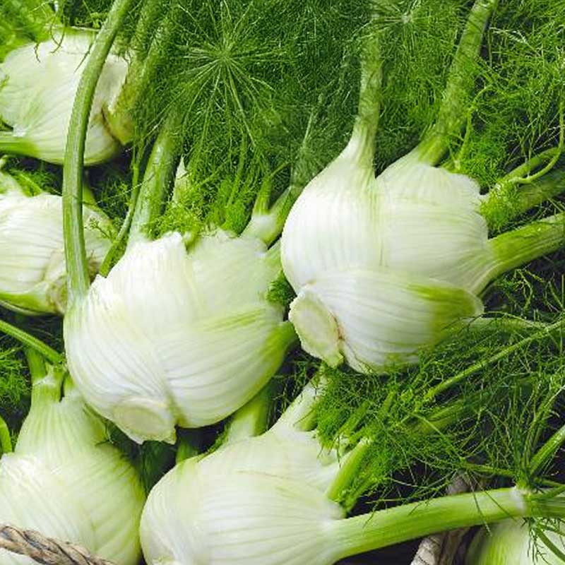 Fennel 'Romanesco'