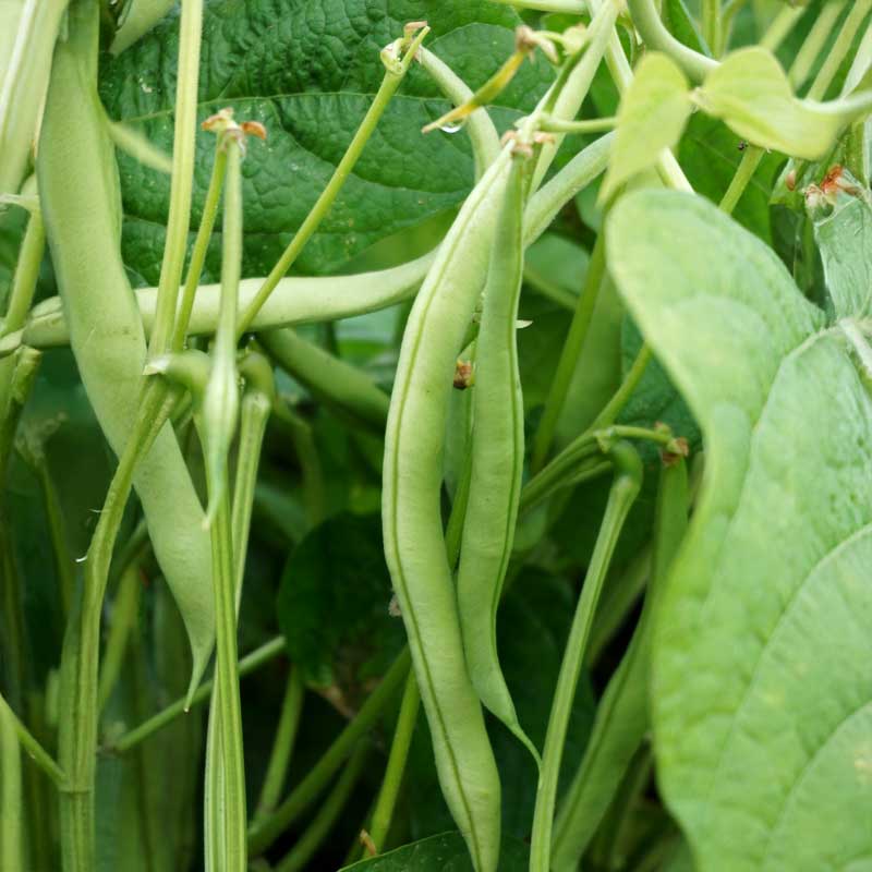 Snap Bean 'Maxi'