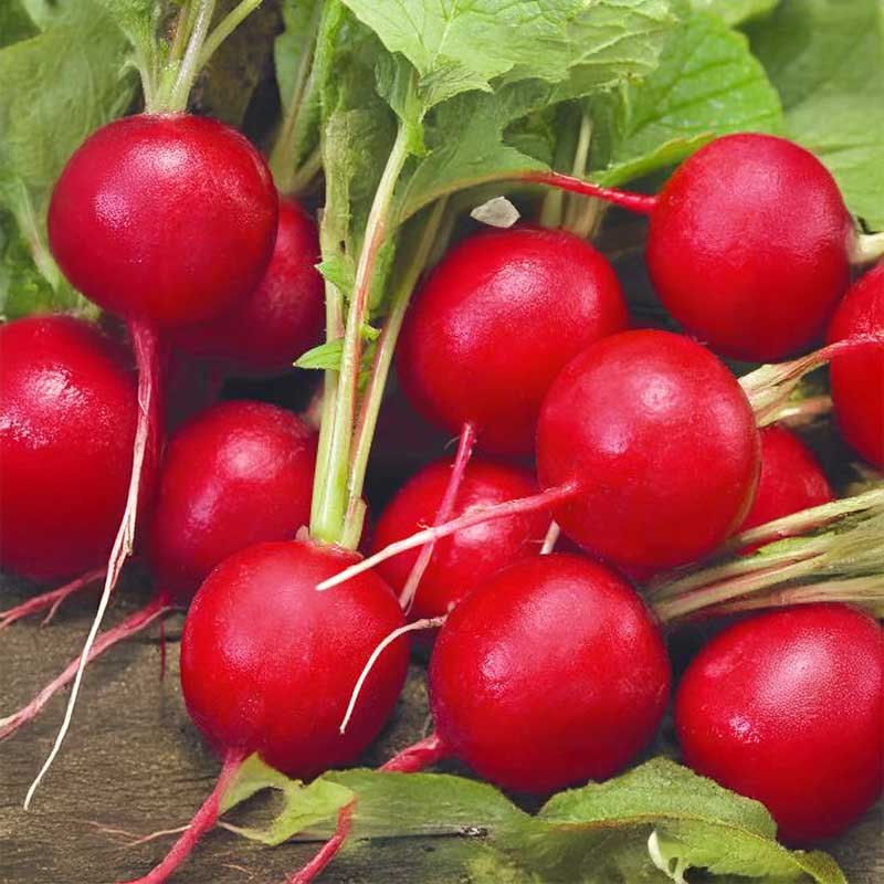Radish 'Raxe'
