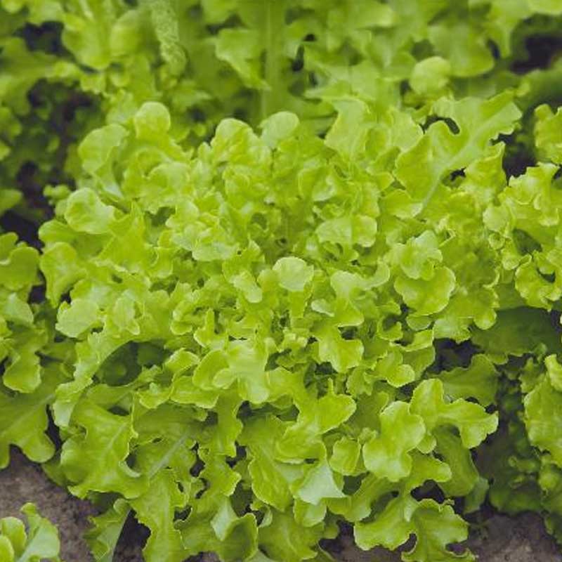 Lettuce 'Salad Bowl'