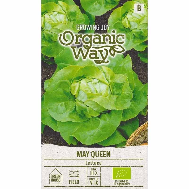 Head Lettuce 'May queen'