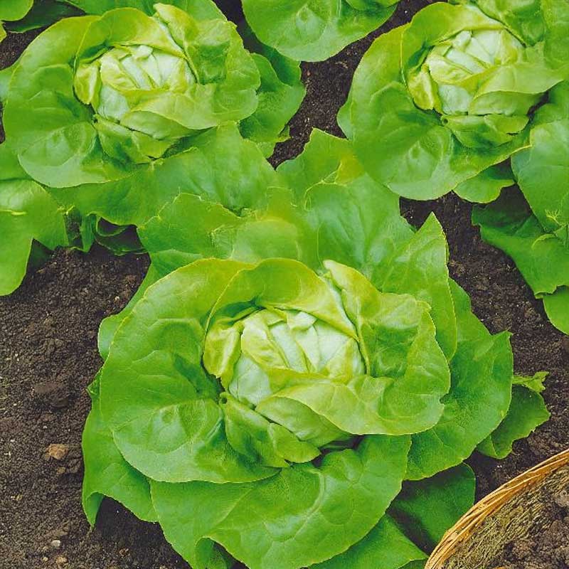 Head Lettuce 'May queen'