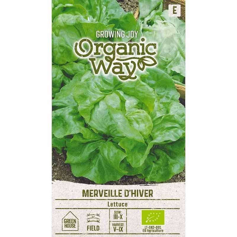 Head Lettuce 'Merveille D'hiver'