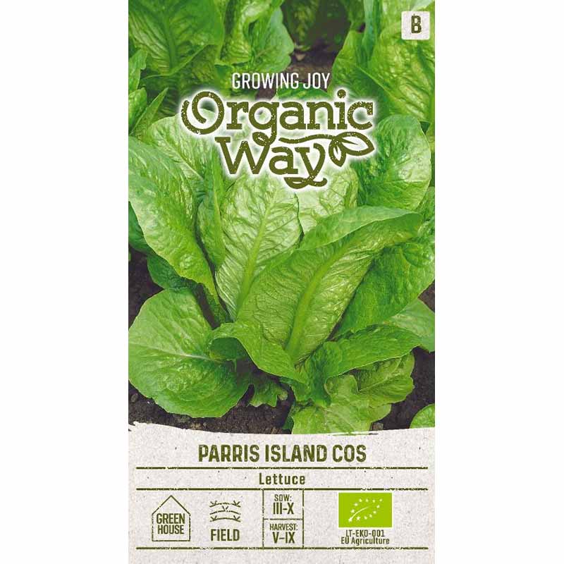 Romaine Lettuce 'Paris island cos'