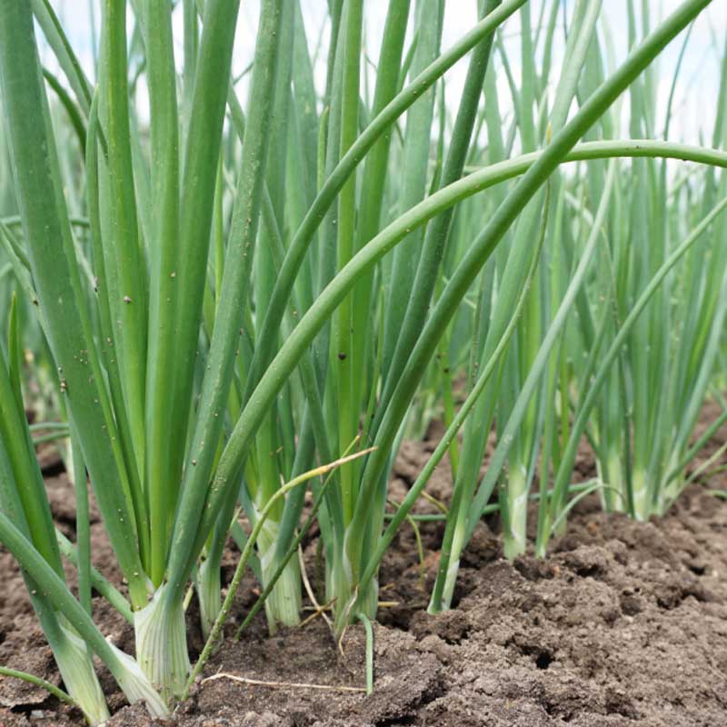 Spring Onion 'Witte van Lissabon'