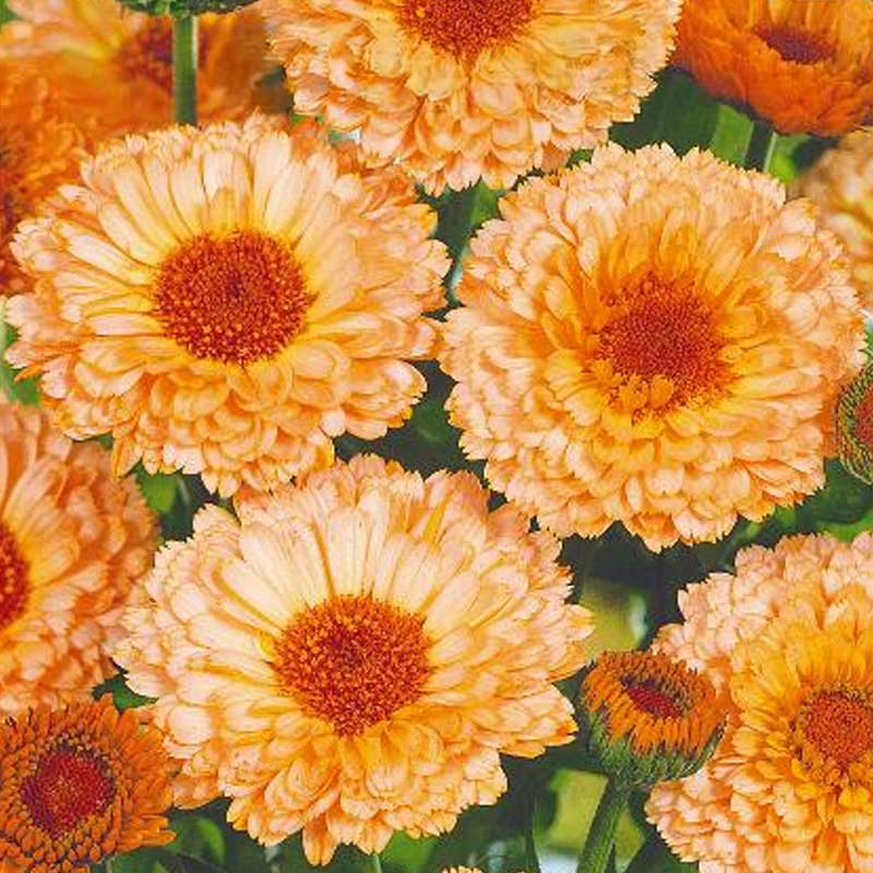 Calendula 'Pink suprise'