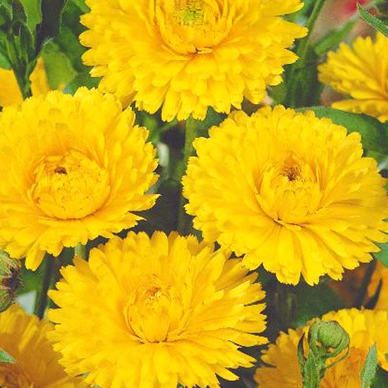 Calendula 'Yellow gitana'