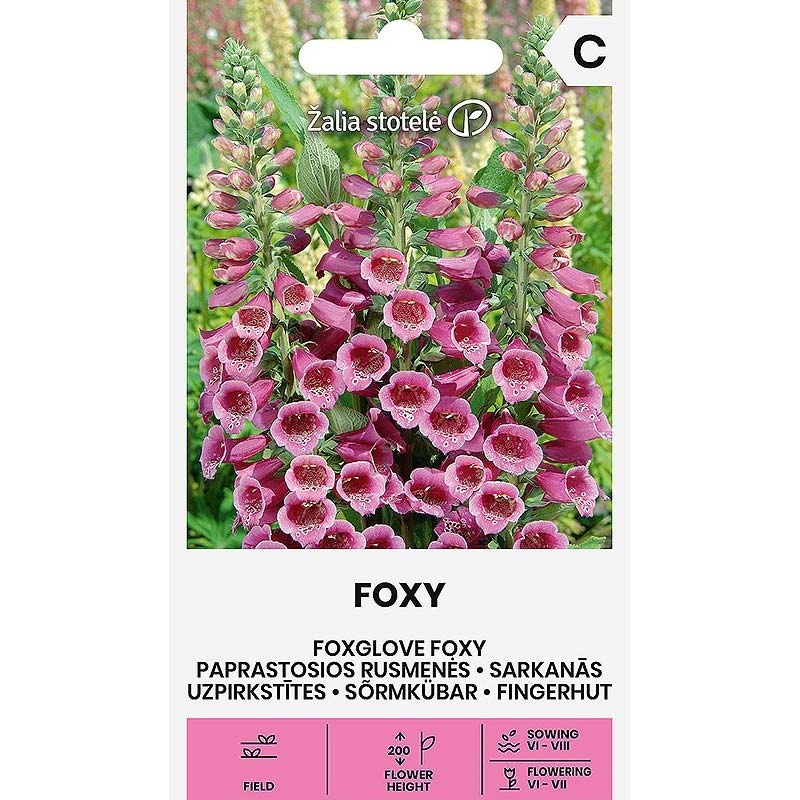 Foxglove 'Foxy'