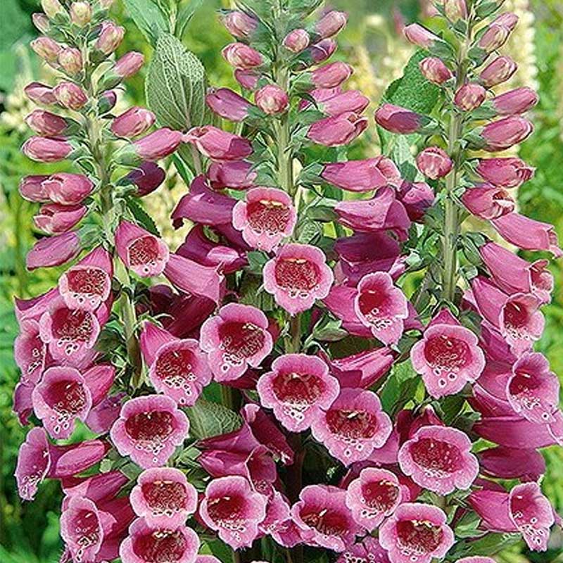 Foxglove 'Foxy'