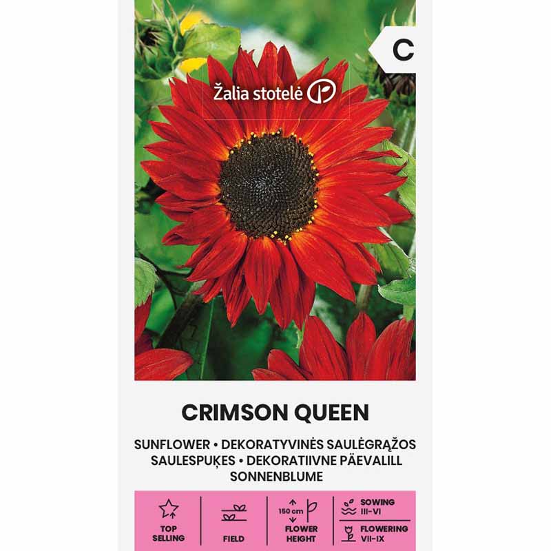 Sunflower 'Crimson Queen'