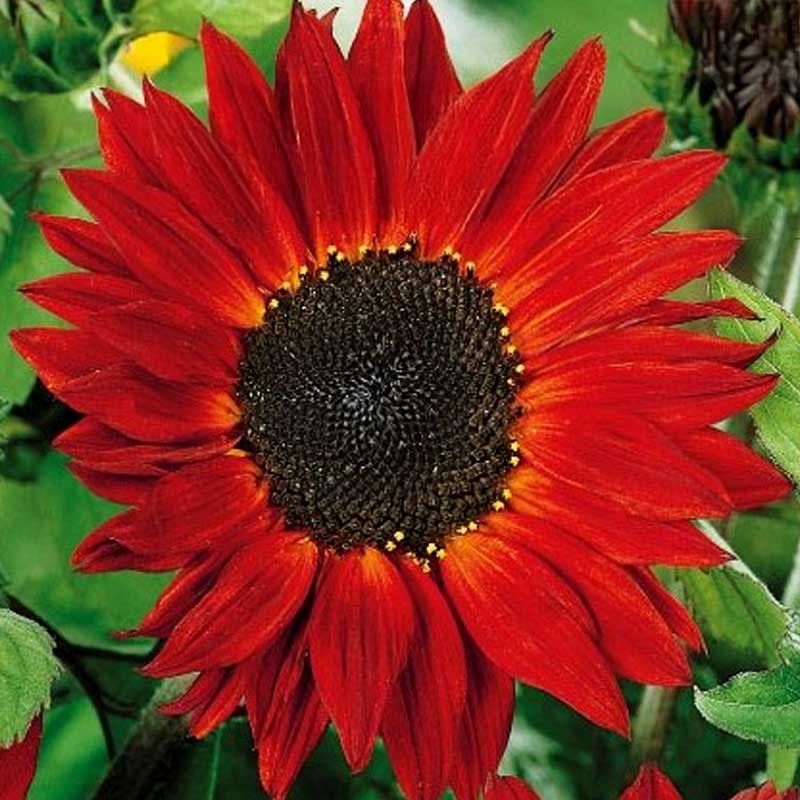 Sunflower 'Crimson Queen'