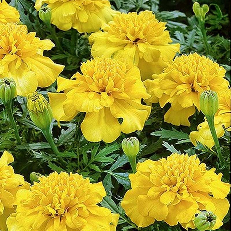 French Marigold 'Lemon Drop'