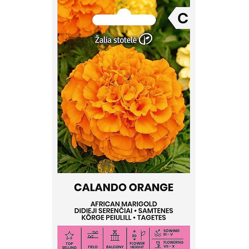 Large Marigold 'Calando orange'