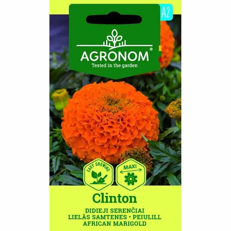 Marigold 'Clinton'