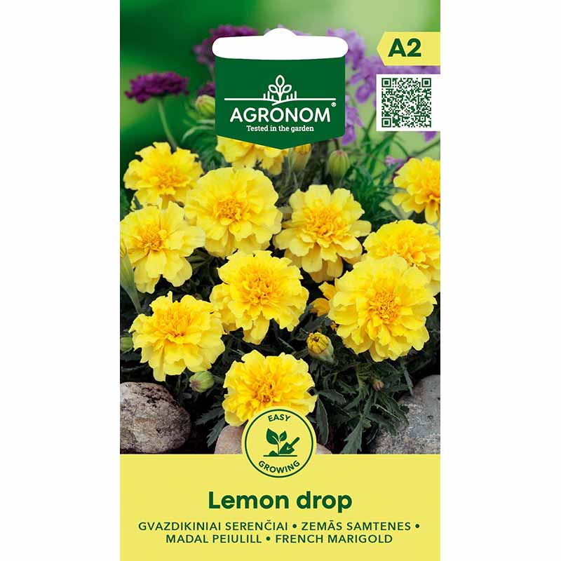 French Marigold 'Lemon Drop'