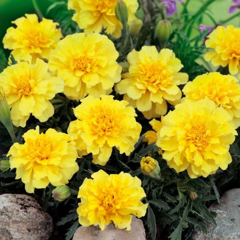 French Marigold 'Lemon Drop'