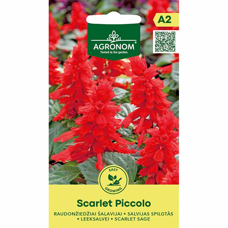 Scarlet Sage 'Scarlet Piccolo'