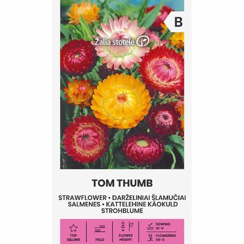 Strawflower 'Tom Thumb'