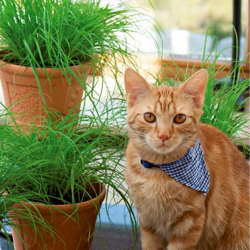 Kattgräs