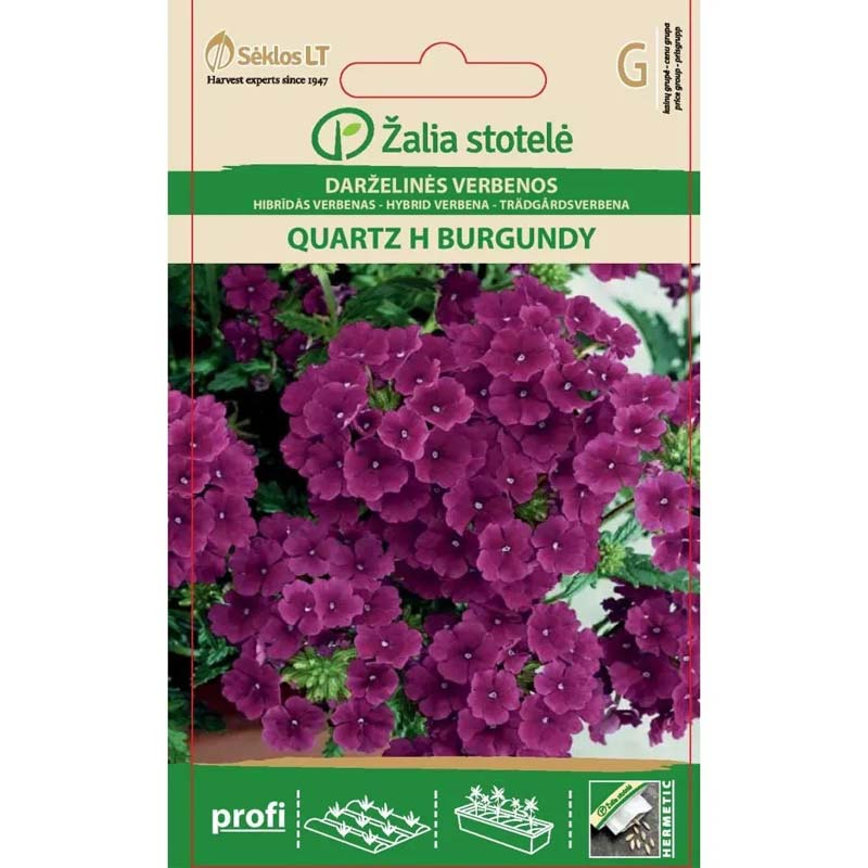 Garden Verbena 'Quartz' F1 Burgundy