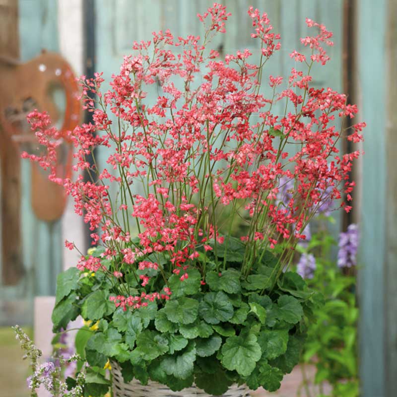 Coral Bells 'Firefly'