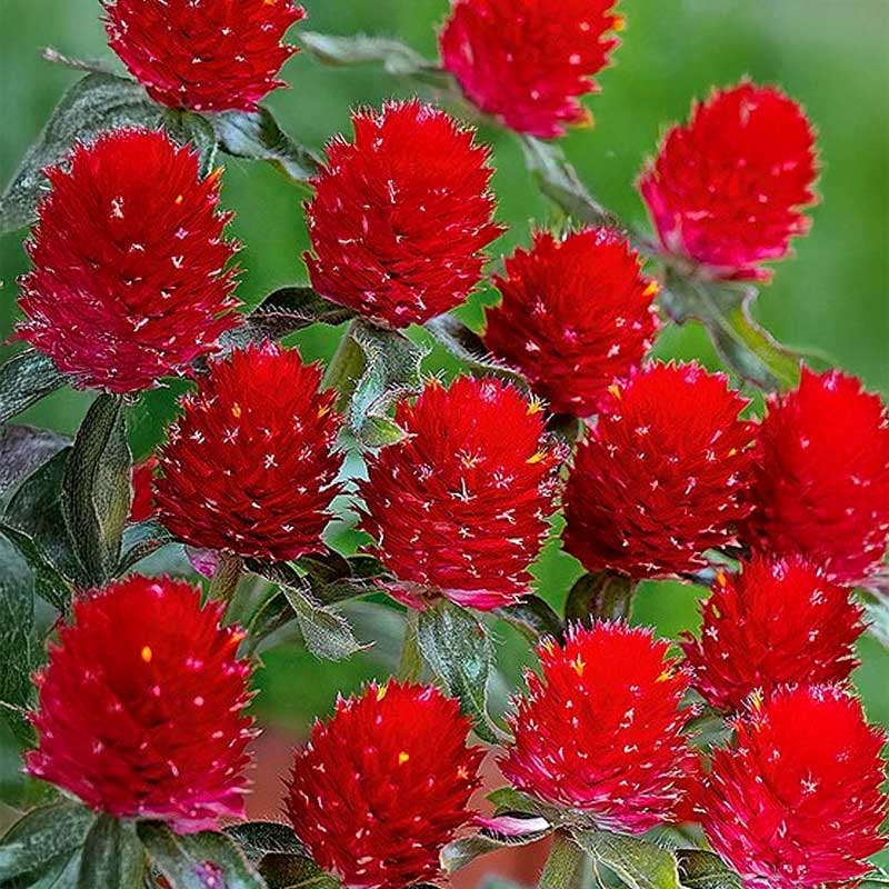 Red Globe Amaranth 'Strawberry Fields'