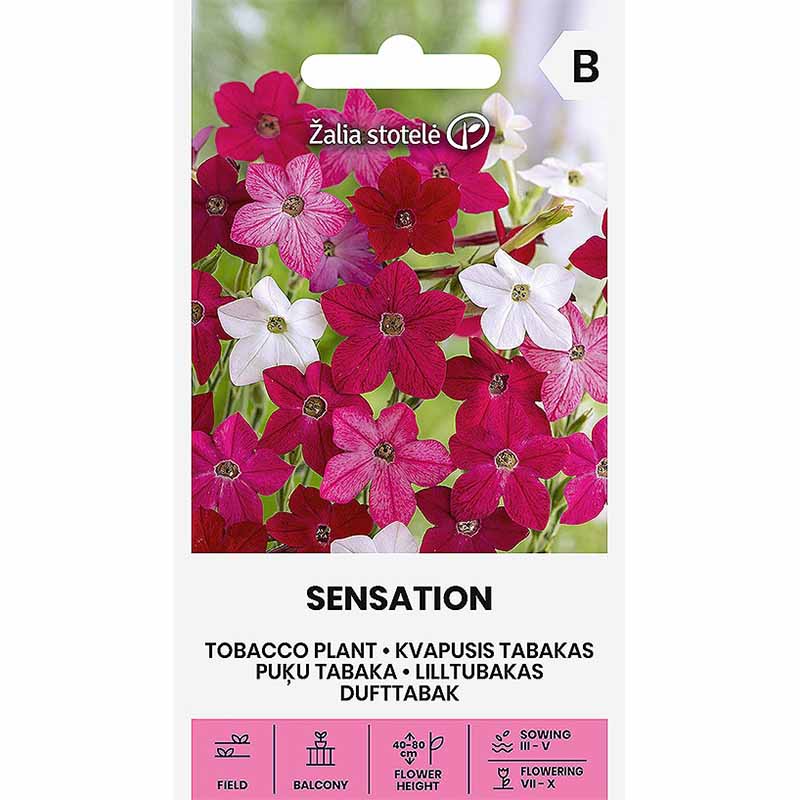 Flowering Tobacco 'Sensation'