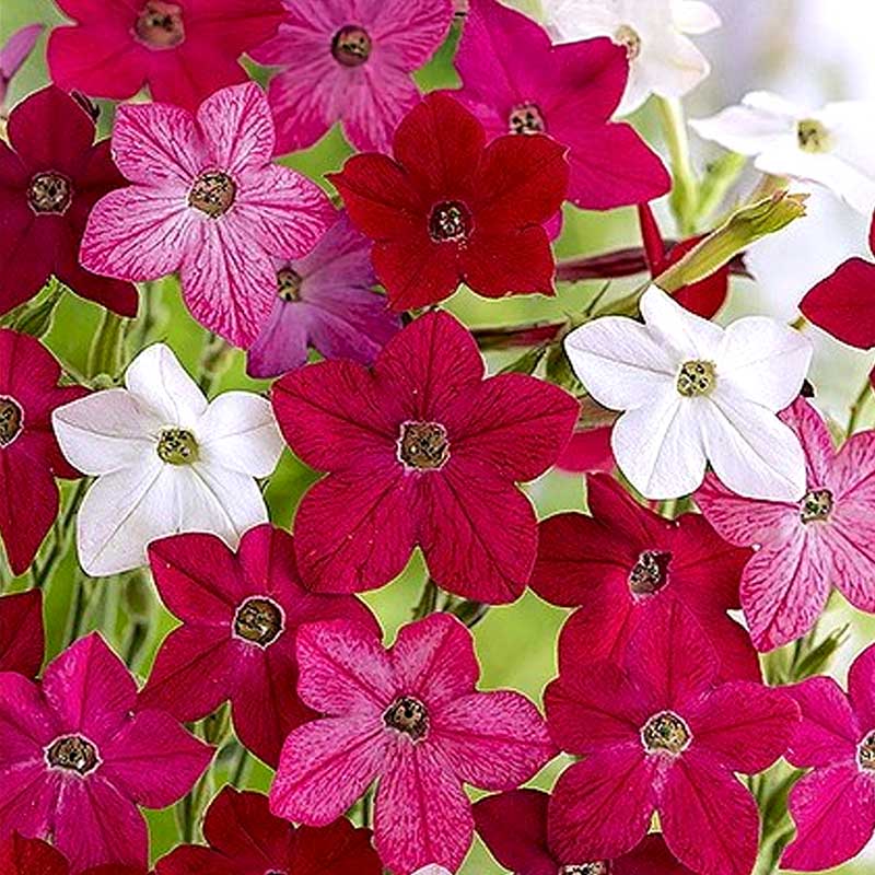 Flowering Tobacco 'Sensation'