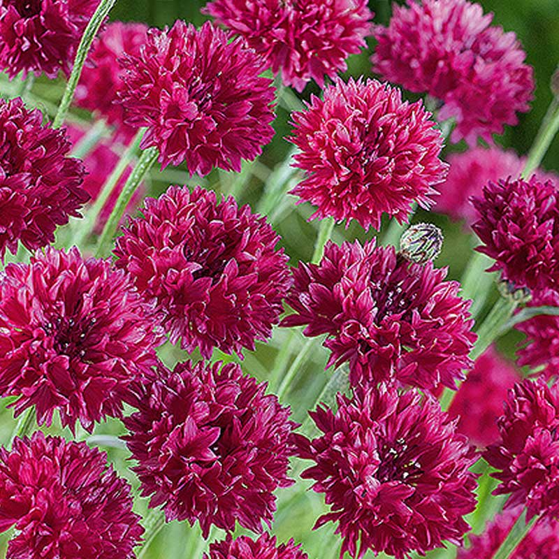 Cornflower 'Red ball'