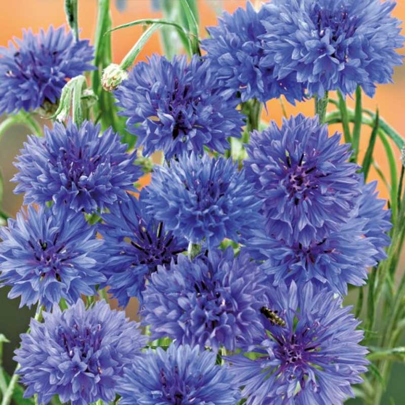 Cornflower 'Blue ball'