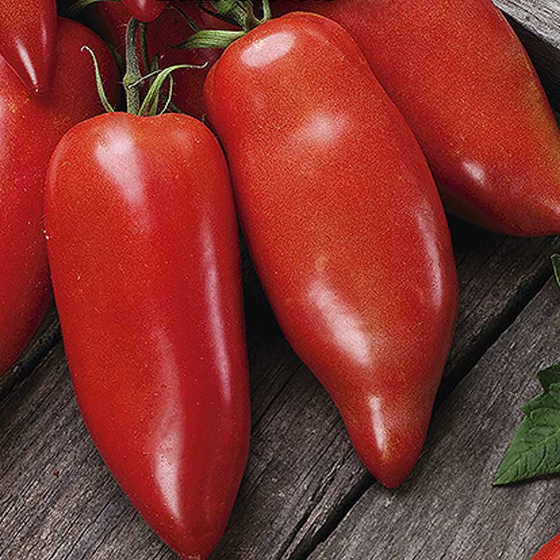 Tomato 'Belandine' H