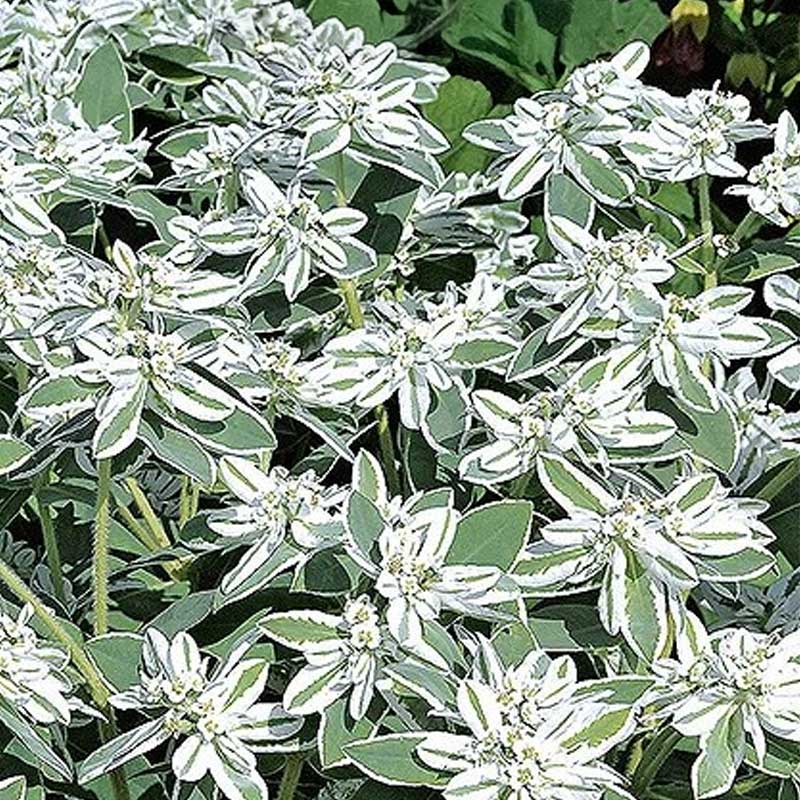 Variegated Spurge 'Mountain snow'