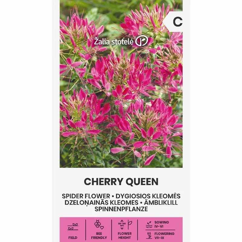 Cleome 'Cherry Queen'