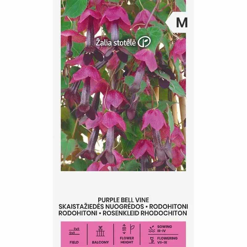 Black-eyed Susan Vine