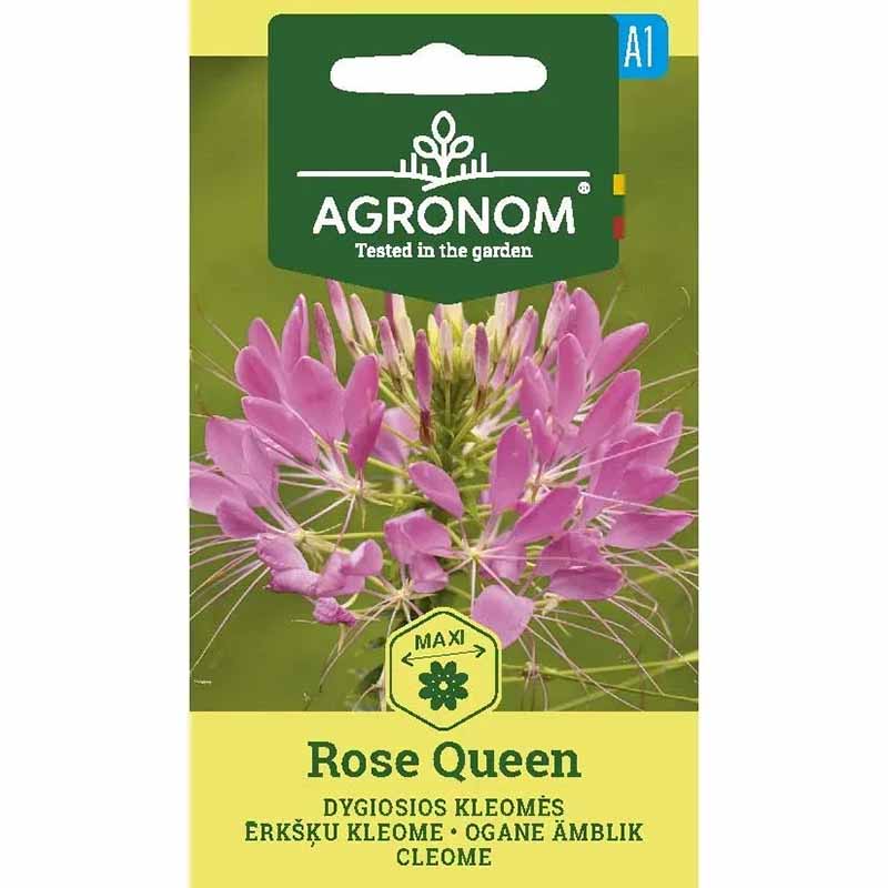 Cleome 'Rose queen'