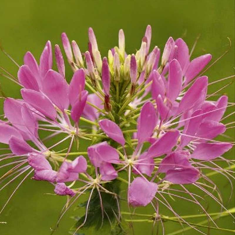 Cleome 'Rose queen'