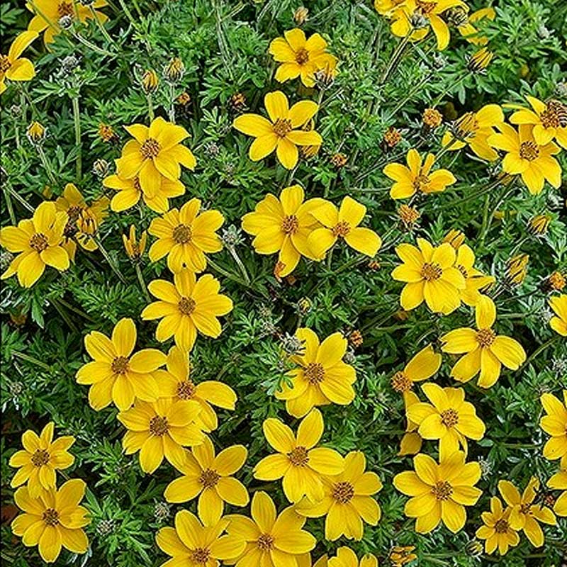 Trailing Bidens