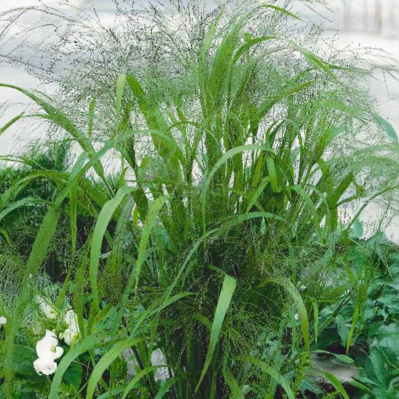 Love Grass 'elegant'