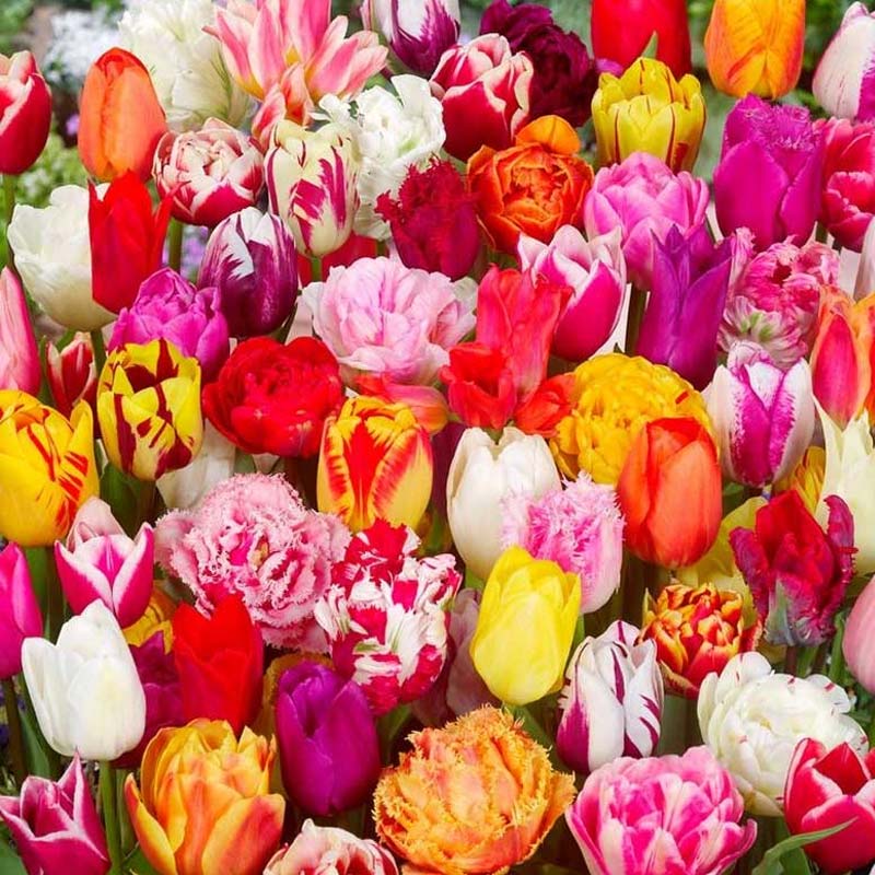 Tulips Garden Mix 10 pcs