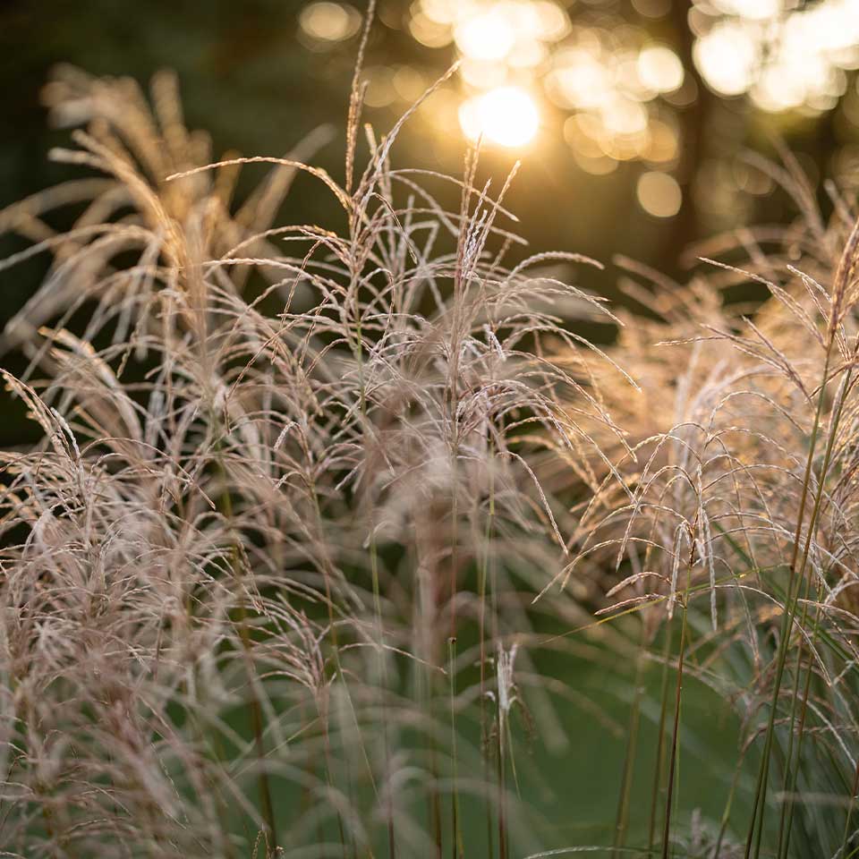 Ornamental grasses