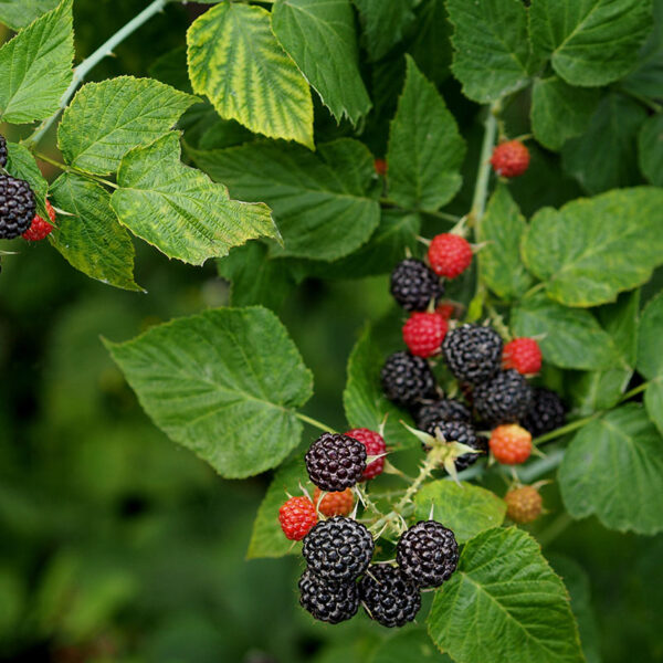 Black raspberry 'Black jewel'